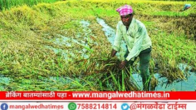 शेतकऱ्यांनो संधी सोडू नका! महाडीबीटीवर अर्ज करा आणि मिळवा मोफत व सवलतीच्या दरात बियाणे, प्रथम येणाऱ्यास प्रथम प्राधान्य; असा करा अर्ज