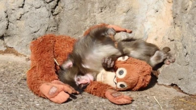 Punch the baby monkey goes viral for his love for his plush toy and Netizens can't get enough; see adorable video