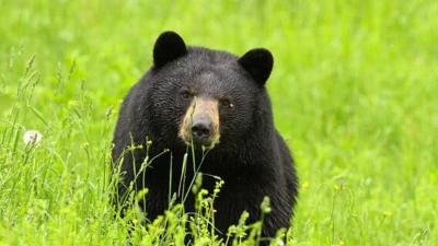 Bear Encounters Rise In Japan's Tourist Hotspots As Attacks Hit Record High