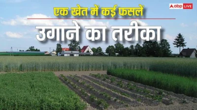 एक खेत फसलें अनेक... ऐसे करेंगे खेती तो डबल नहीं मल्टीपल हो जाएगी कमाई