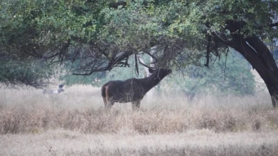 What makes Satpura National Park one of India's most unique and immersive safari experiences
