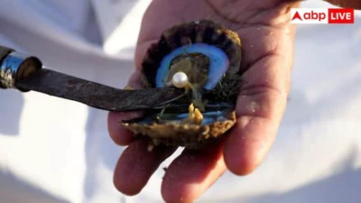 Pearl Farming: मोती की खेती से घर में होगा पैसा ही पैसा, जानें इसके लिए कितनी सब्सिडी देती है सरकार?