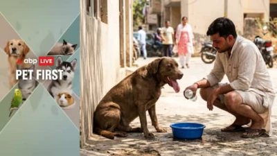 ABP Live Pet First | 6 Mistakes That Can Make Your Dog Sick In The Heat