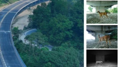 Delhi-Dehradun Expressway: Stunning Wildlife Corridor Images Show Animals Thriving - See PICS