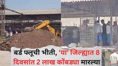 Bird flu in Maharashtra: महाराष्ट्रात बर्ड फ्लूची भीती, 'या' जिल्ह्यात 8 दिवसांत 2 लाख कोंबड्या मारल्या, पशुखाद्य जमिनीत गाडलं