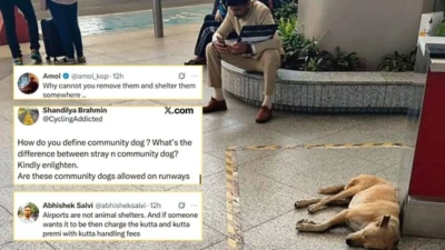 Delhi Airport's stray dog missing incident: Wagging tails welcome or not? Animal rights activists vs frequent travellers