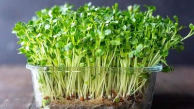 How To Grow Fresh Chia Microgreens At Home Without Soil