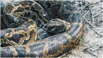 Python Blood Weight Loss : బరువును తగ్గించే కొత్త మార్గం.. కొండచిలువ రక్తంలోనే సొల్యూషన్, న్యూ స్టడీలో షాకింగ్ విషయాలు