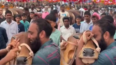 WATCH: Man Breaks Down After Selling Cow For Eid, Jacqueline Fernandez Comments 'Sad'