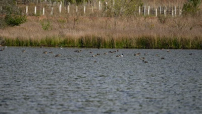 Over 100 birds from nine species spotted at Siikhe Lake in Arunachal Pradesh
