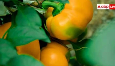 Colorful Vegetables Farming : ਜੇਕਰ ਘੱਟ ਸਮੇਂ 'ਚ ਵਧੇਰੇ ਮੁਨਾਫ਼ਾ ਚਾਹੁੰਦੇ ਹੋ ਤਾਂ ਕਰੋ ਇਸ ਰੰਗੀਨ ਸਬਜ਼ੀ ਦੀ ਖੇਤੀ