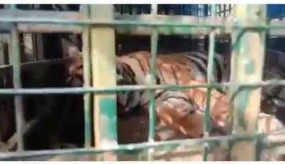 ನಾಲ್ವರನ್ನು ಬಲಿ ತೆಗೆದುಕೊಂಡಿದ್ದ ನರಹಂತಕ ಹುಲಿ ಸೆರೆ