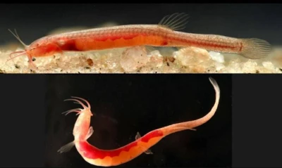 Rare fish species 'Gitchak Nakana' found in underground waters of Assam's Goalpara