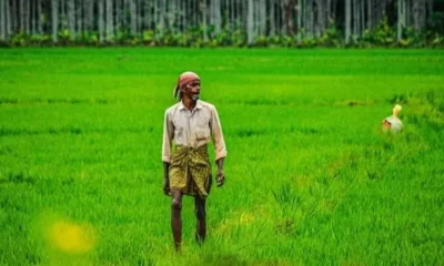 Centre push to scrap Kerala paddy bonus triggers federal backlash