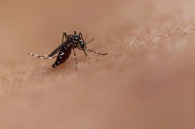Vietnam warns of rising dengue fever cases