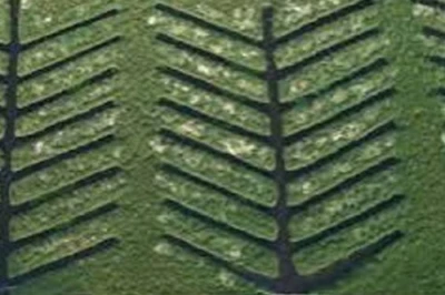 TN plants 20,000 mangroves along Buckingham canal to boost Chennai's climate resilience