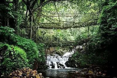 M'laya's living root bridges: Dossier for world heritage tag submitted to UNESCO