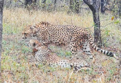 MP's Nauradehi Sanctuary to become 3rd cheetah habitat in India: CM Yadav
