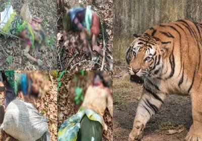 మహారాష్ట్రలో పెద్దపులి దాడి...నలుగురు మృతి