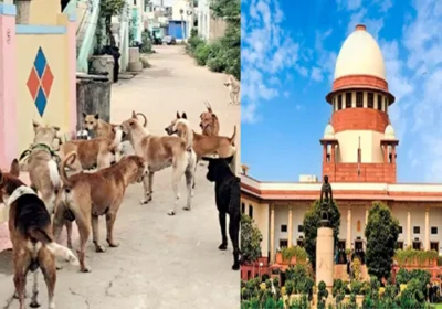 బహిరంగ ప్రదేశాల్లో వీధి కుక్కల సంచారం నిషేధం...సుప్రీం కీలక తీర్పు