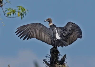 Historic first: Captive-bred white-rumped vultures released into wild in Assam