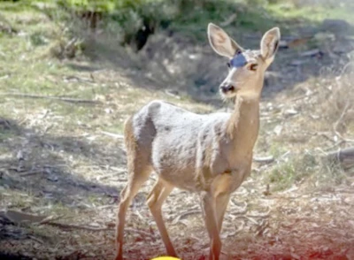 ୪ ବର୍ଷରେ ଗଲେଣି ୩୬ ମୃଗ ଓ ୬ କୃଷ୍ଣସାର