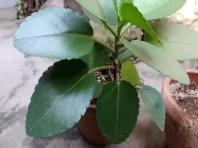 पथरी से लेकर यूटीआई के संक्रमण को कम करने में मददगार है यह पौधा'