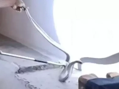 जहरीला नाग सड़क पार करते दिखा, स्नेक कैचर ने किया रेस्क्यू