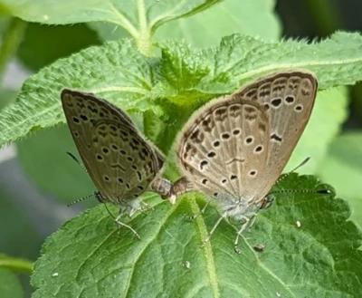 Rivalry & marathons: Rare butterfly courtships documented in Arunachal