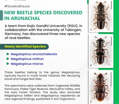 Scientists discover new rove beetles in Arunachal Pradesh's biodiversity hotspots