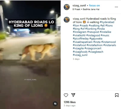 Kancha Gachibowli Forest Row: Viral Video Of Lions Roaming On Road Is From Gujarat, Not Hyderabad