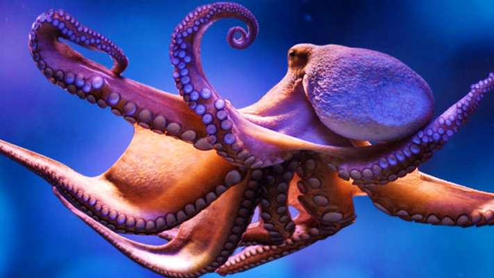 This creature is alive even after death This creature is alive even after death