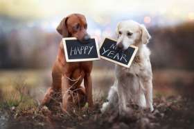 Wish your loved ones Happy New Year with these memorable Wish your loved ones Happy New Year with these memorable
