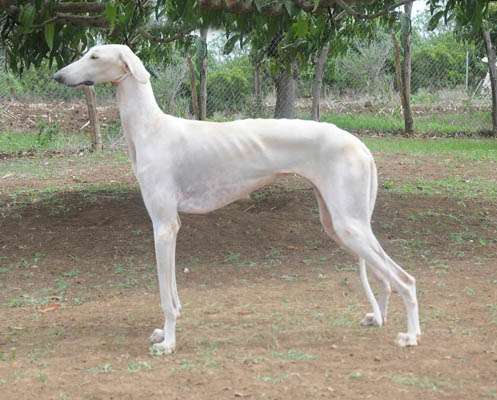 Image result for mudhol dog