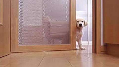 Five Ways To Make Your Home More Dog Friendly Newsbytes Dailyhunt