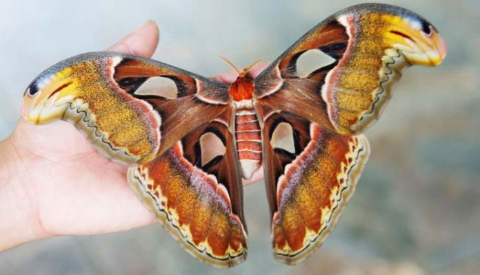 Types Of Silk Moths Found In India