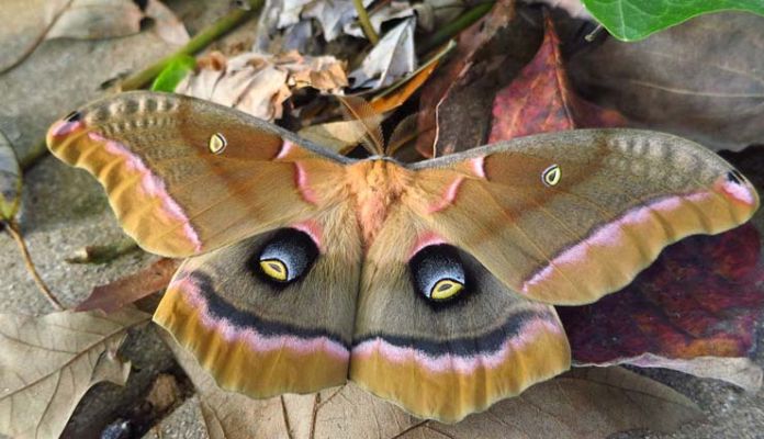 5 Large Species Of Moth To Spot In India Lifeberrys English Dailyhunt