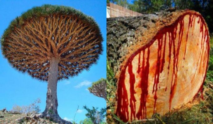 People Are Shocked This Tree Bleeds Red Like Humans When It Is Cut Life And Trendz Dailyhunt