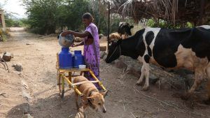 रोज अपने कन्धों पर 25 लीटर दूध लेकर पूरे गांव में बांटता है ये कुत्ता, पूरा वाकया जान रह जाएंगे हैरान - The Lucknow Tribune | DailyHunt