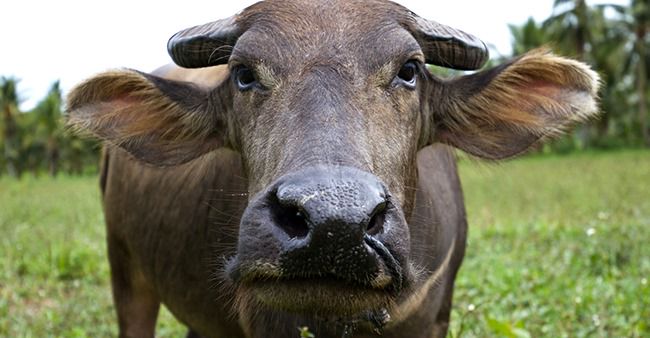 buffalo compensé