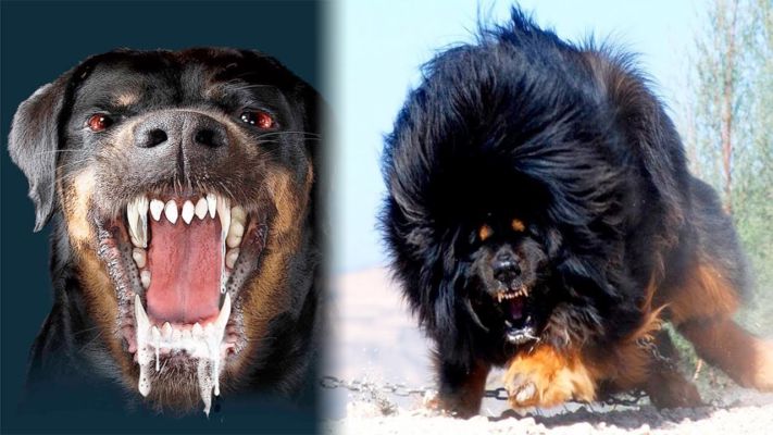 These Are The World S 5 Most Dangerous Dogs Number One Gives A Challenge To The Lion News Crab Dailyhunt