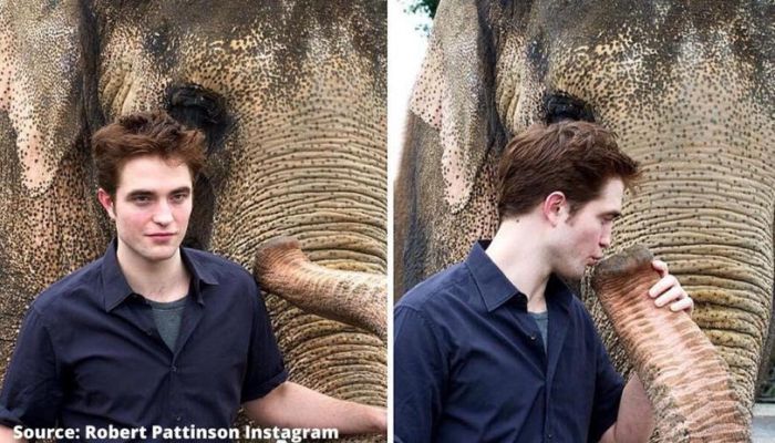 Robert Pattinson Is A Big Fan Of Elephants These Images Are A Proof Republic Tv English Dailyhunt