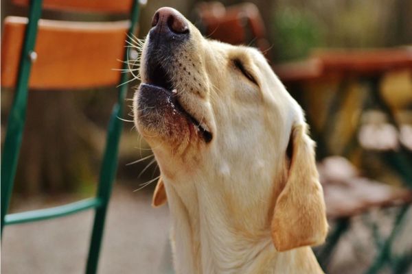 After All Why Do Dogs Cry At Night Here Are 5 Reasons News Crab Dailyhunt