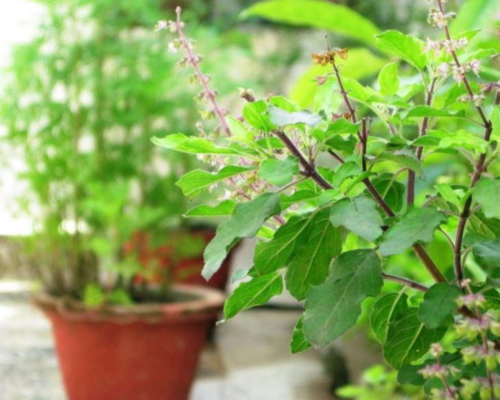 do not forget these things before planting a basil tulsi plant at home news crab dailyhunt basil tulsi plant at home news crab