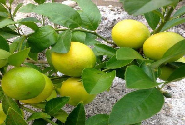 health benefits of lemon leaves