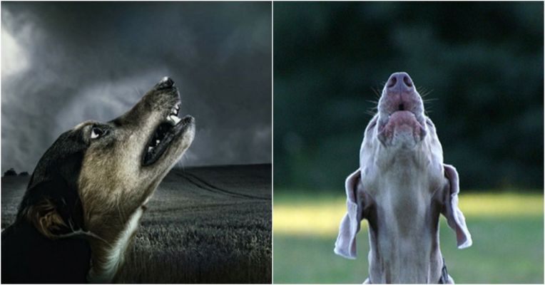 Why Dog Cries At Night Read These 5 Shocking Reasons Of It Tezz Buzz English Dailyhunt