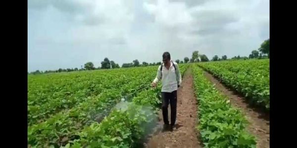 अकोला- फवारणीमुळे 12 जणांना विषबाधा; शेतकऱ्यांनो काळजी घेण्याचे आवाहन