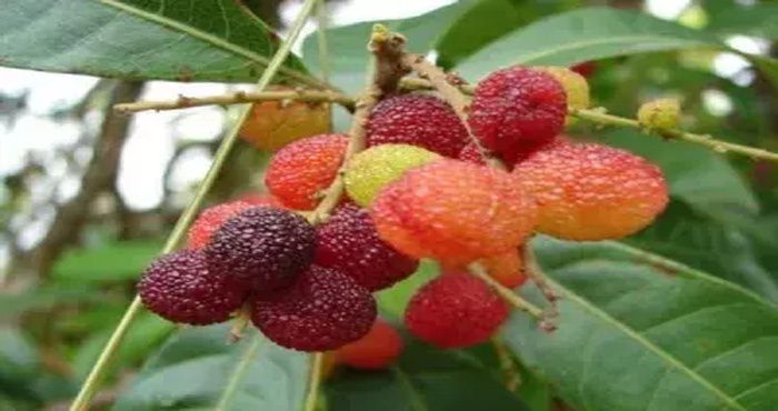 Health tips ; यह फल अमृत से कम नहीं है, कैंसर जैसी बीमारियों को मात दे सकता है जानिए आप अभी