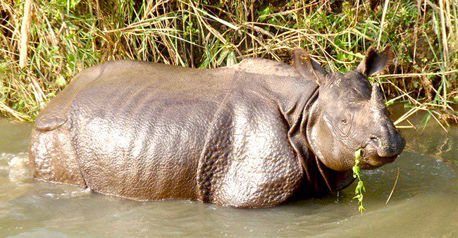 Video Of Rare Javan Rhino Enjoying Mud Bath Goes Viral Netizens Are In Awe Laughingcolours English Dailyhunt