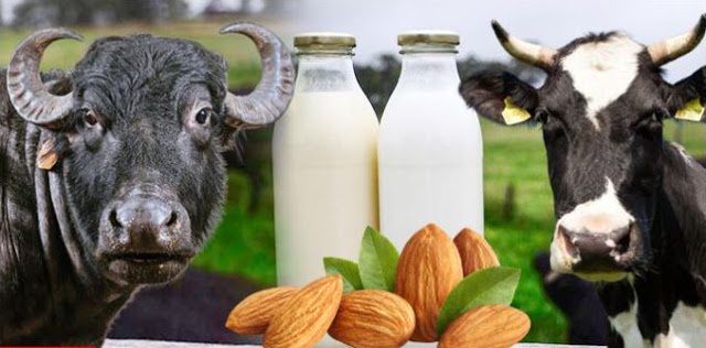 Cow Milk Buffalo Milk Or Almond Milk Know Which Milk Is Best For You To Drink Newztezz English Dailyhunt This post is based on this post is based on the potential health and nutrition benefits of drinking buffalo milk that you. cow milk buffalo milk or almond milk